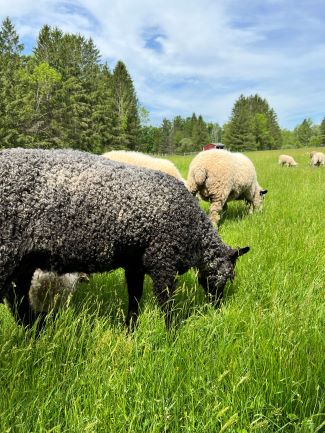 Sheep in a field