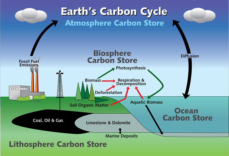 Graphic showing the earth's carbon cycle and how the atmosphere stores carbon
