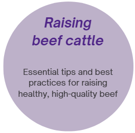raising beef cattle icon