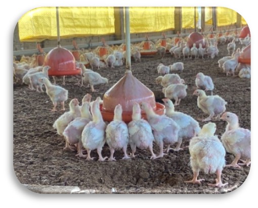 chickens feeding