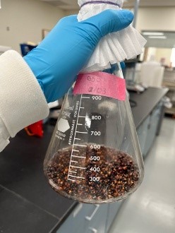 Sorghum in beaker
