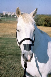 Race horse