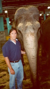 Recumbent Elephant