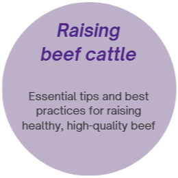 raising beef cattle icon