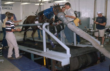 Horse on treadmill in lab
